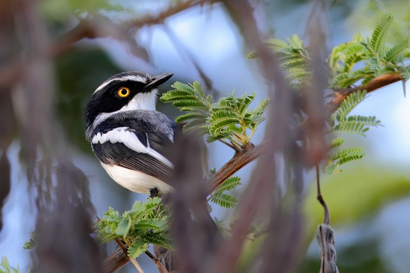 Grey-headed Batis