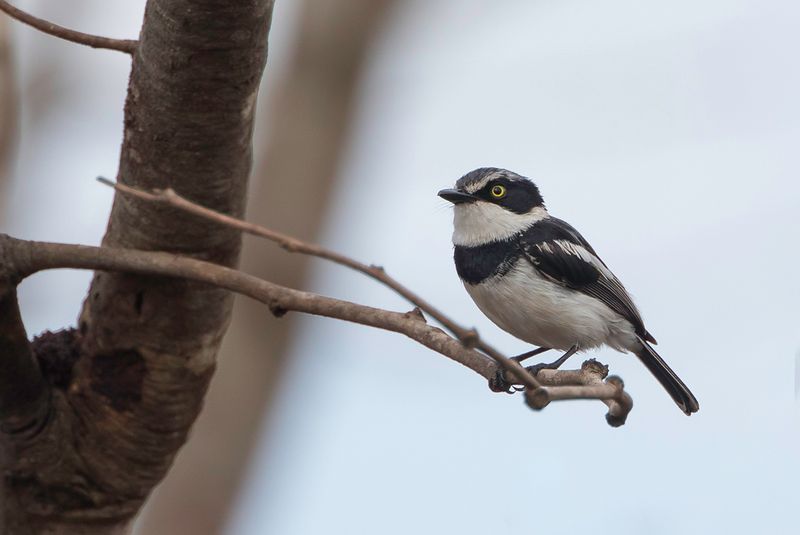 Pale Batis (m)
