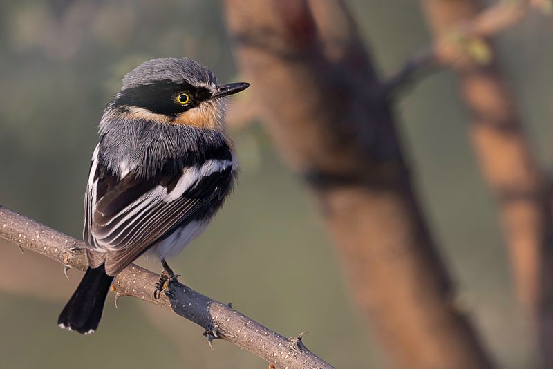 Pririt Batis (f)