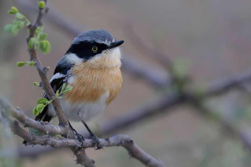 Pririt Batis (f)