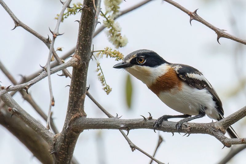 Pygmy Batis (f)