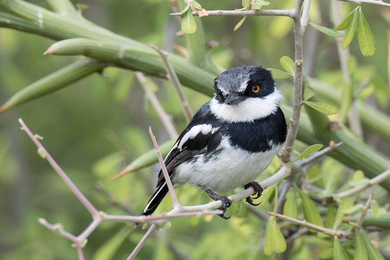 Pygmy Batis (m)