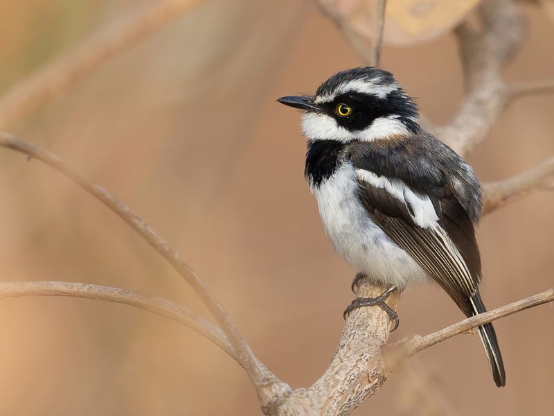 Senegal Batis (m)