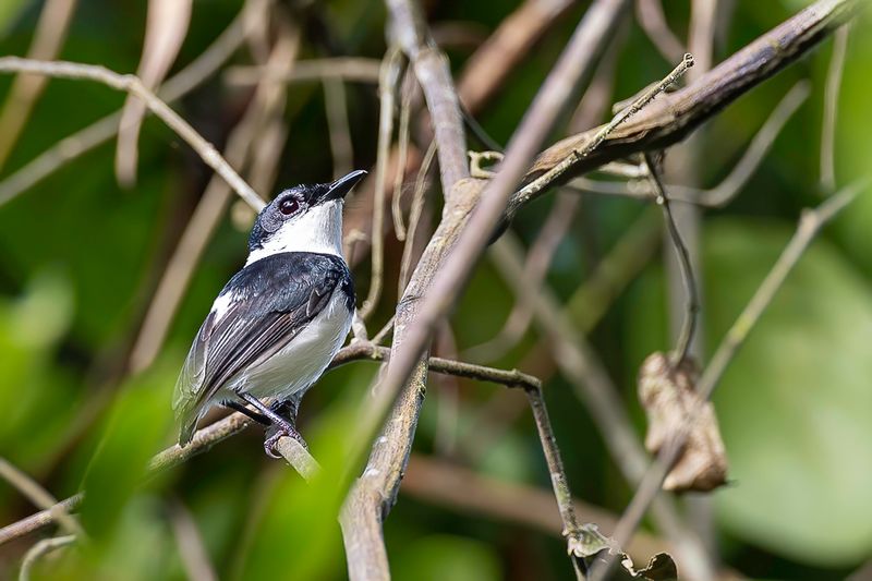West African Wattle-eye (m)