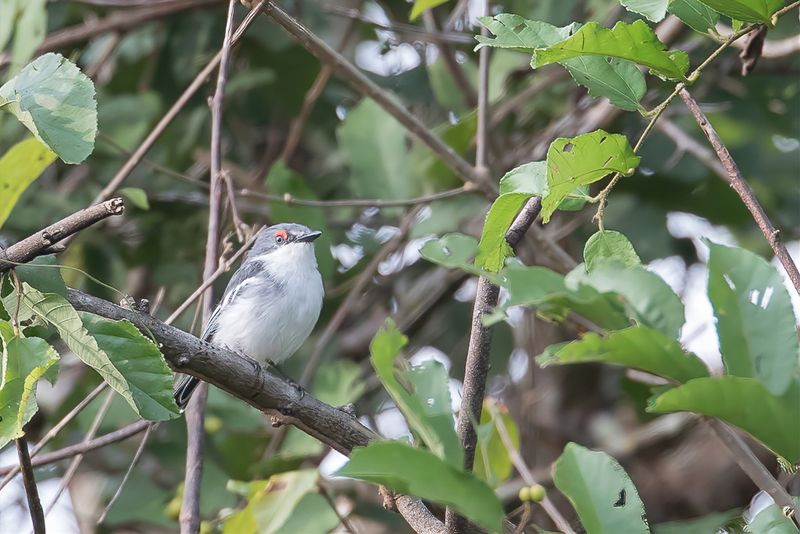 White-fronted Wattle-eye (f)