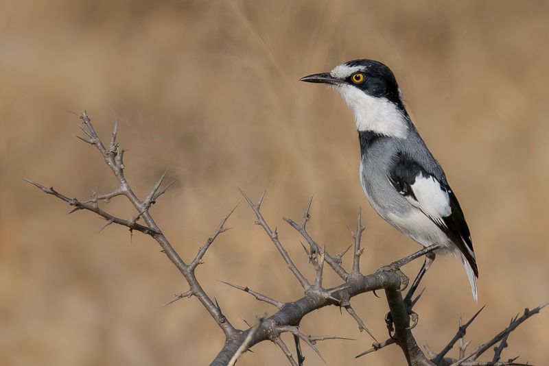 White-tailed Shrike