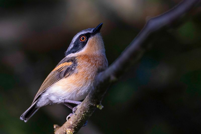 Woodwards' Batis (f)