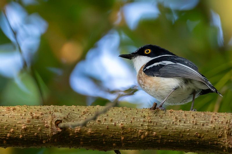 Woodwards' Batis (m)