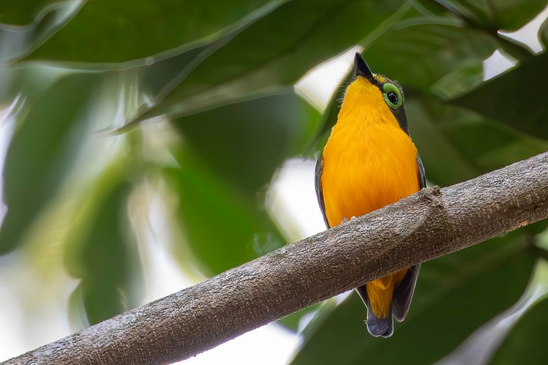 Yellow-bellied Wattle-eye