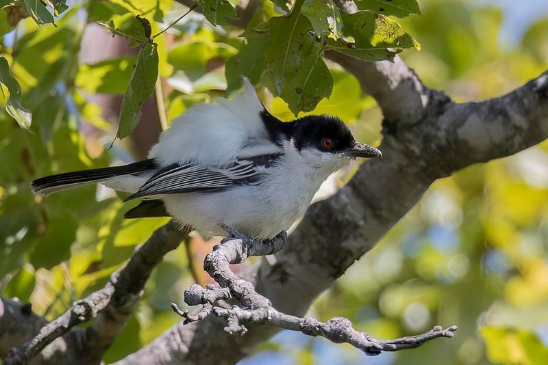 Black-backed Puffback (m)