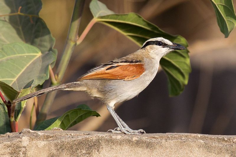 Black-crowned Tchagra