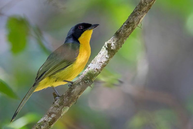 Black-fronted Bushshrike
