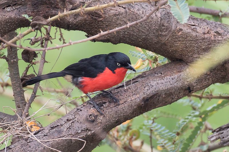 Black-headed Gonolek