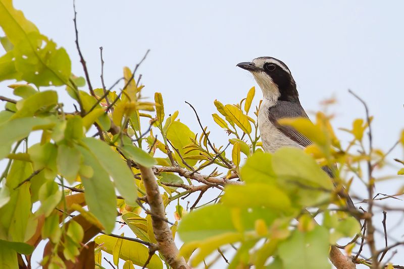Bocage's Bushshrike