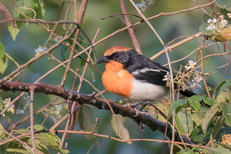 Braun's Bushshrike