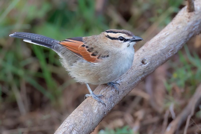 Brown-crowned Tchagra