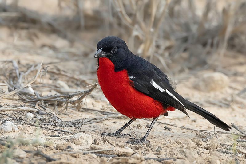 Crimson-breasted Shrike