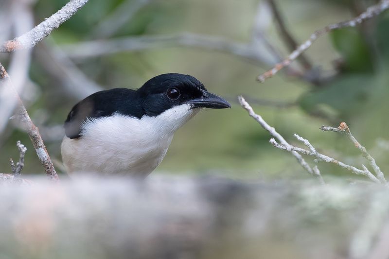 East Coast Boubou