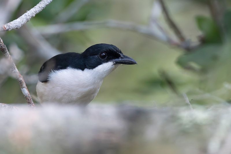 East Coast Boubou