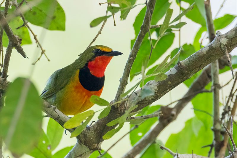 Gorgeous Bushshrike (m)