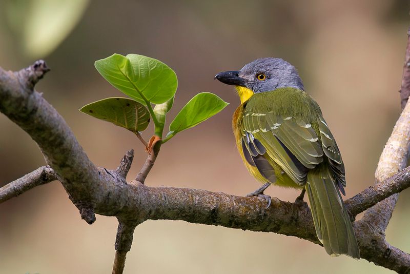 Grey-headed Bushshrike
