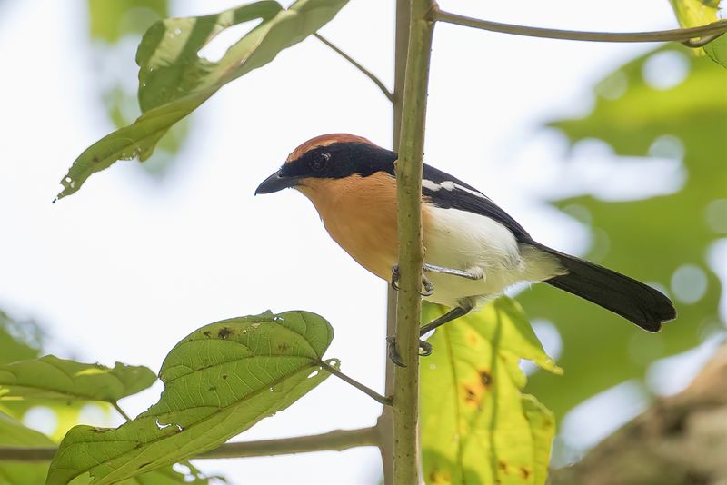 Lhder's Bushshrike