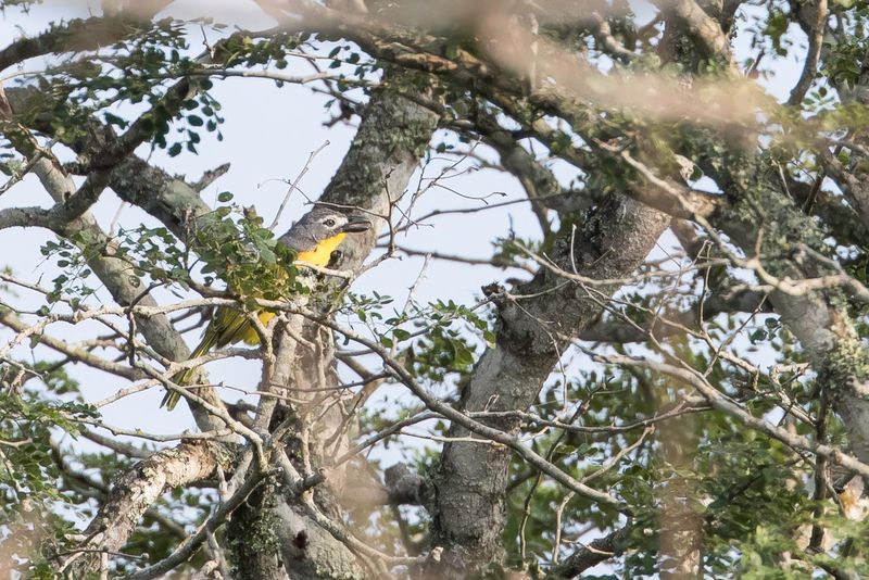 Monteiro's Bushshrike