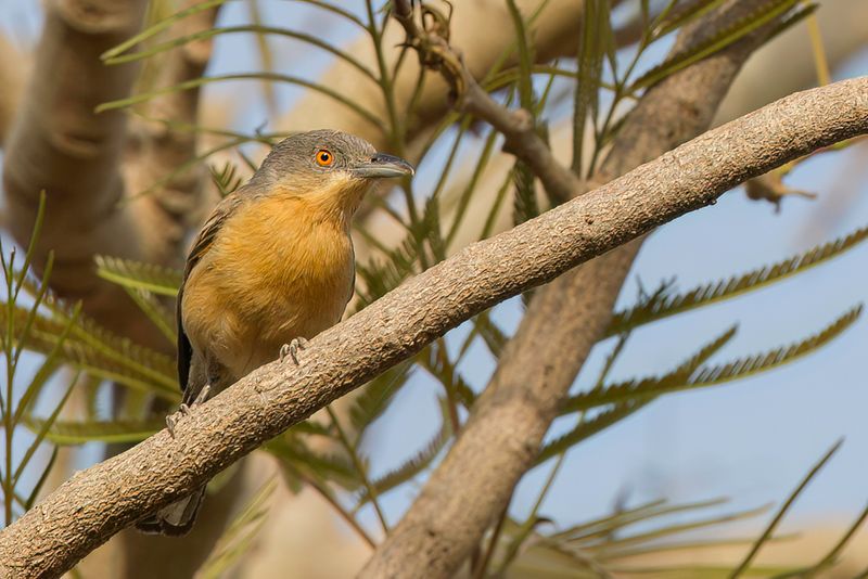 Northern Puffback (f)