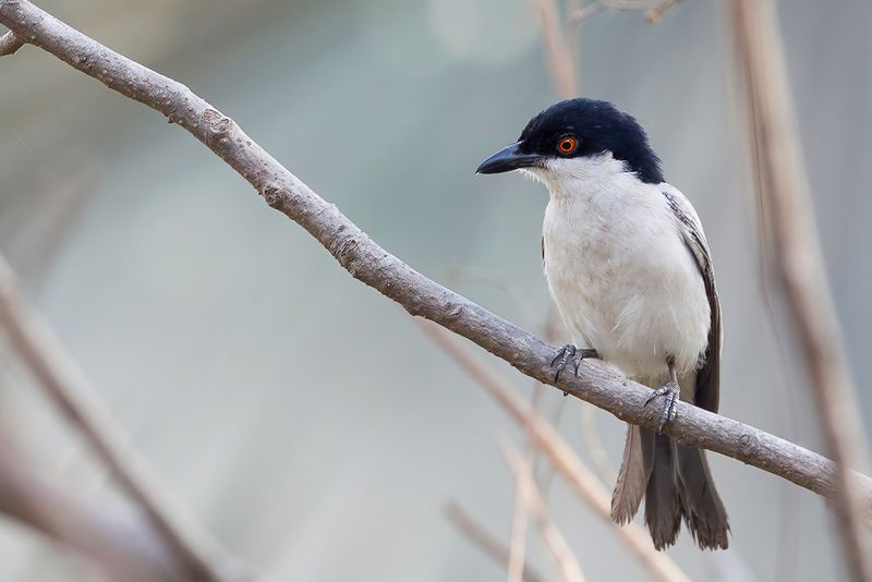Northern Puffback