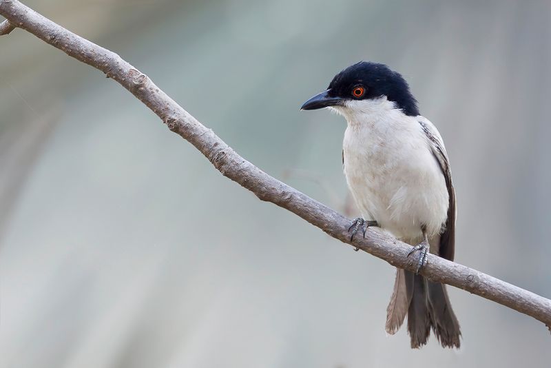 Northern Puffback