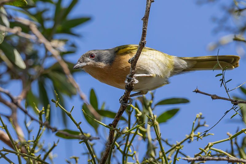 Olive Bushshrike