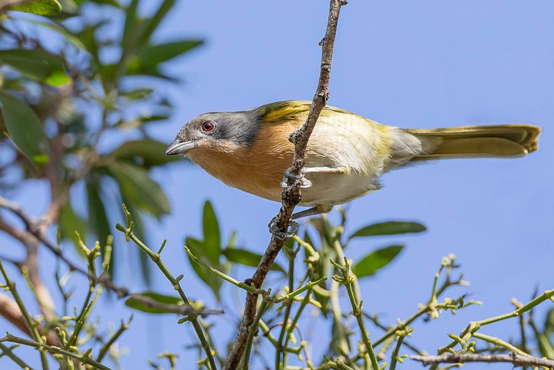 Olive Bushshrike