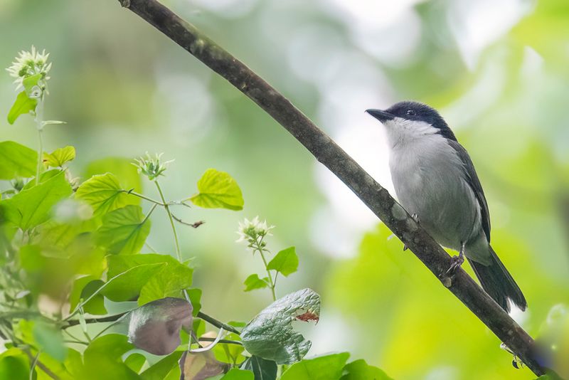 Pink-footed Puffback (m)