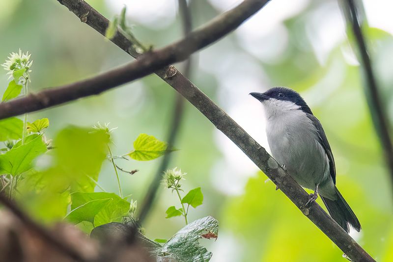Pink-footed Puffback (m)