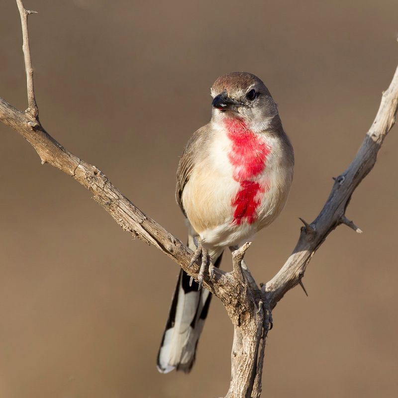 Rosy-patched Bushshrike (m)