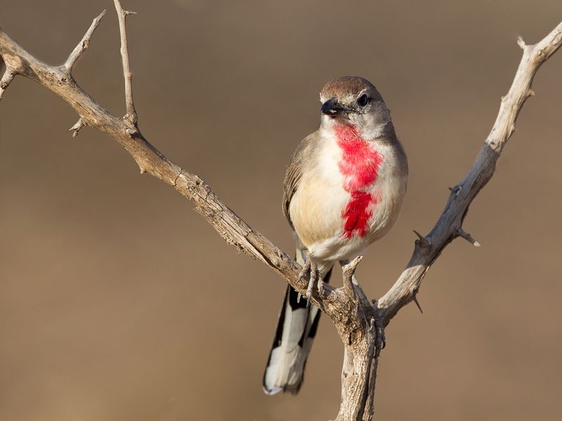 Rosy-patched Bushshrike (m)