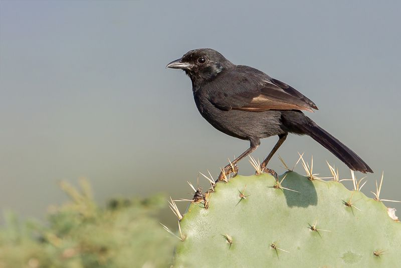 Slate-colored Boubou