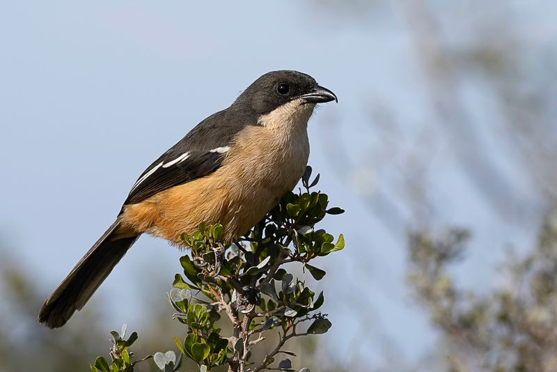 Southern Boubou
