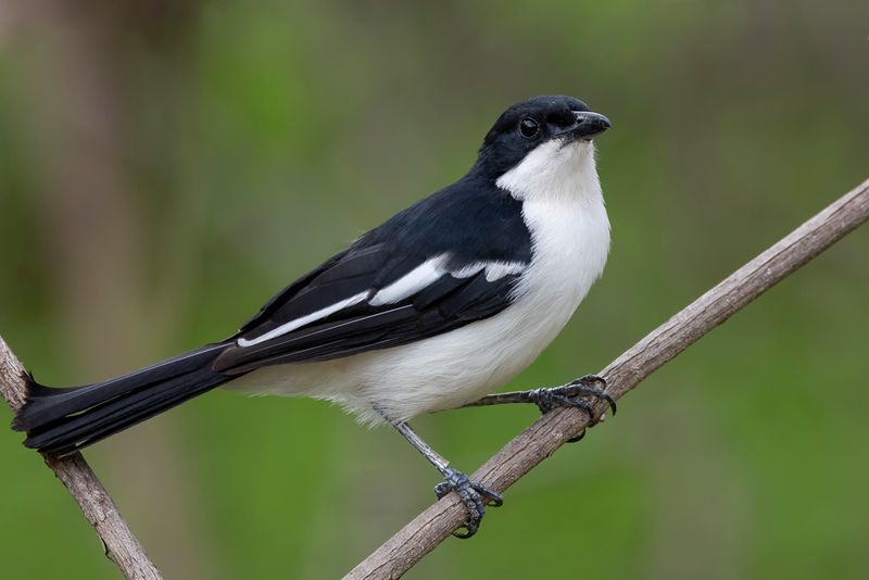 Swamp Boubou