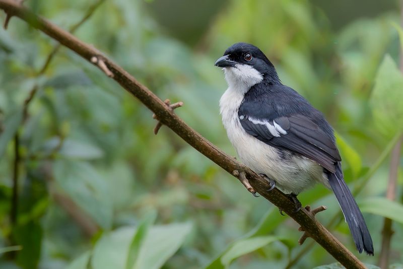 Tropical Boubou