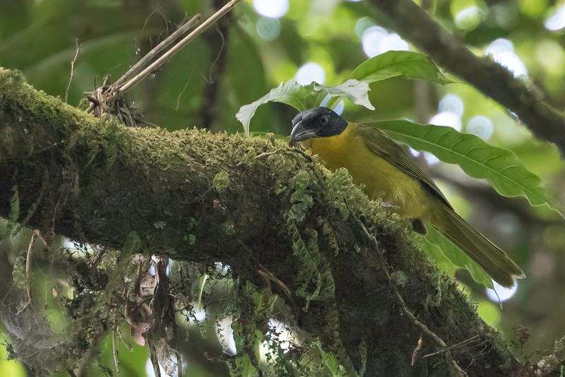Uluguru Bushshrike