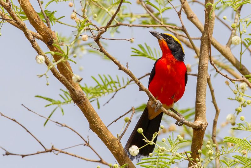 146 Malaconotidae - Bushshrikes and Allies
