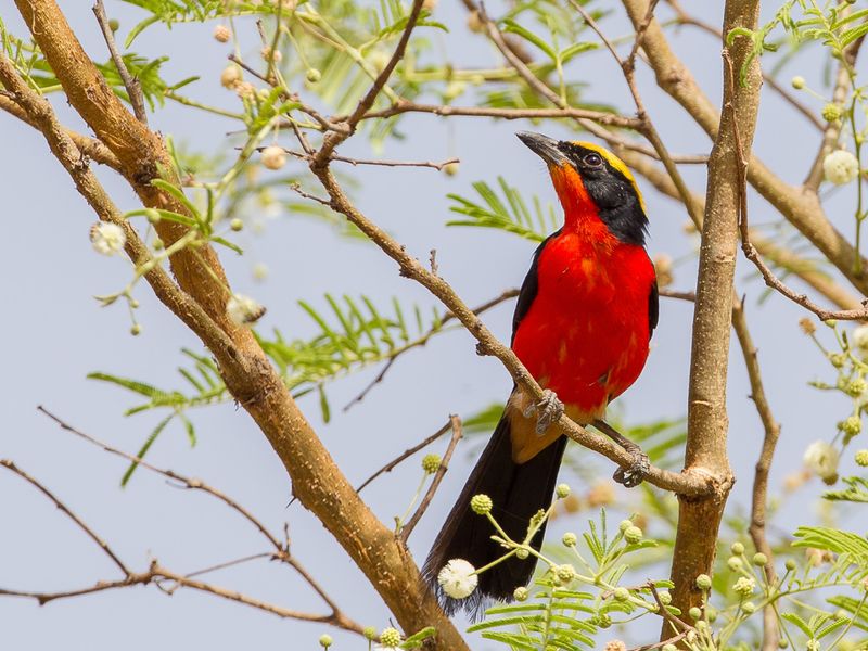 Yellow-crowned Gonolek