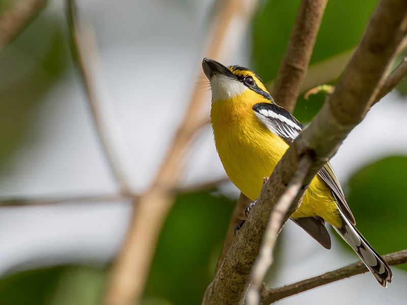 141 Machaerirhynchidae - Boatbills