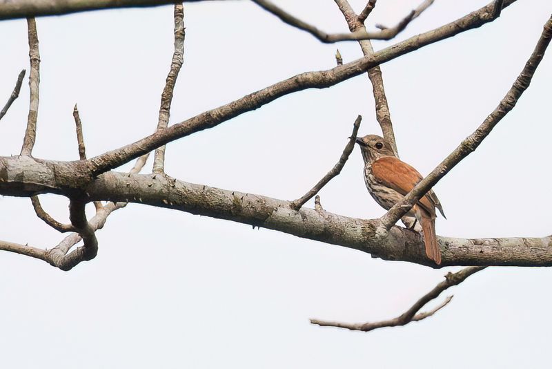 African Shrike-Flycatcher (f)