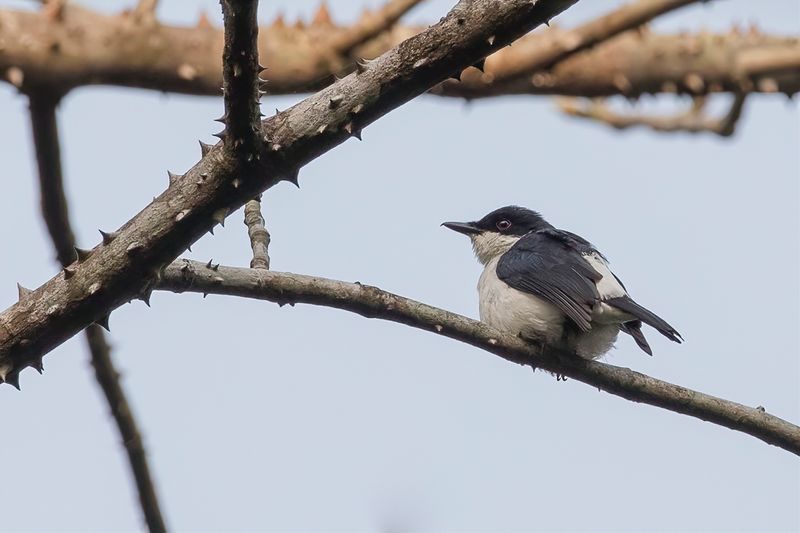 African Shrike-Flycatcher (m)