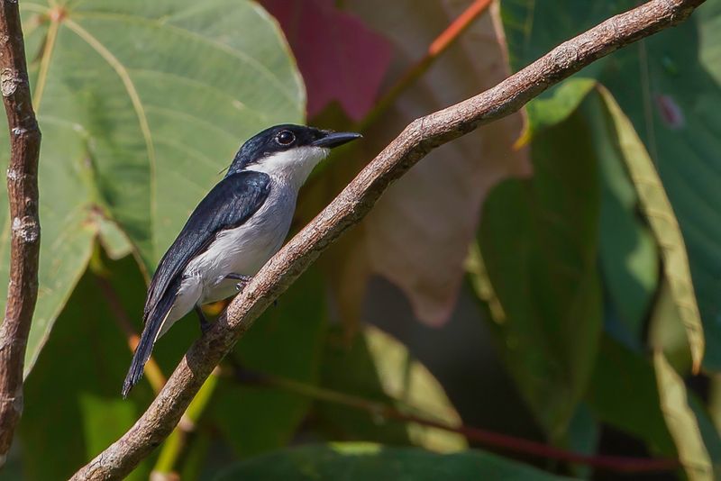Black-winged Flycatcher-shrike
