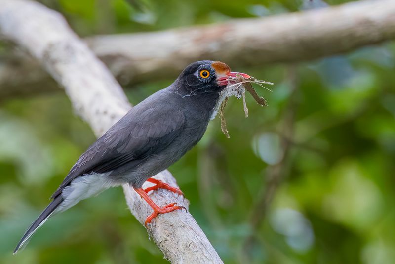 Chestnut-fronted Helmetshrike