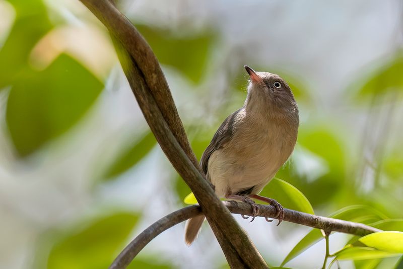 Common Newtonia