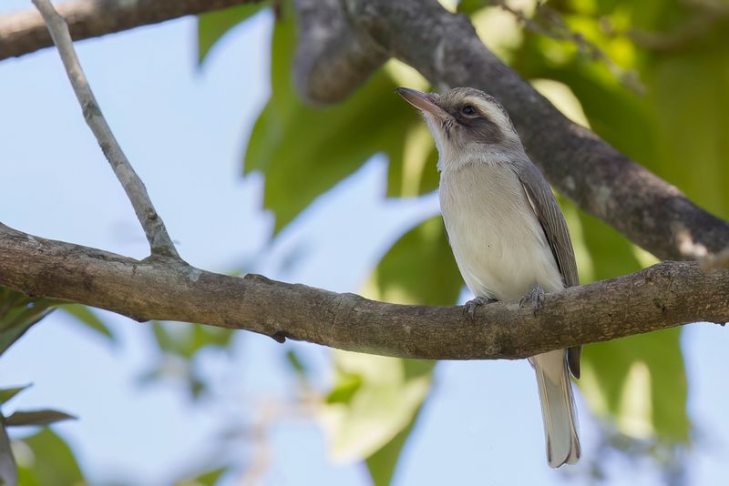 Common Woodshrike